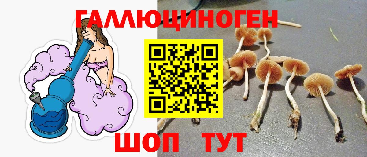 Псилоцибиновые грибы Psilocybine cubensis Волжский